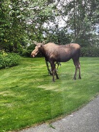 We had a visitor. Picture taken from inside the house