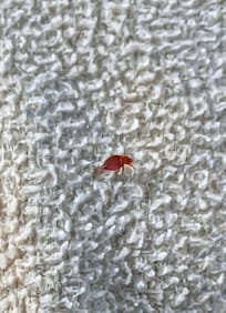 Bedbug