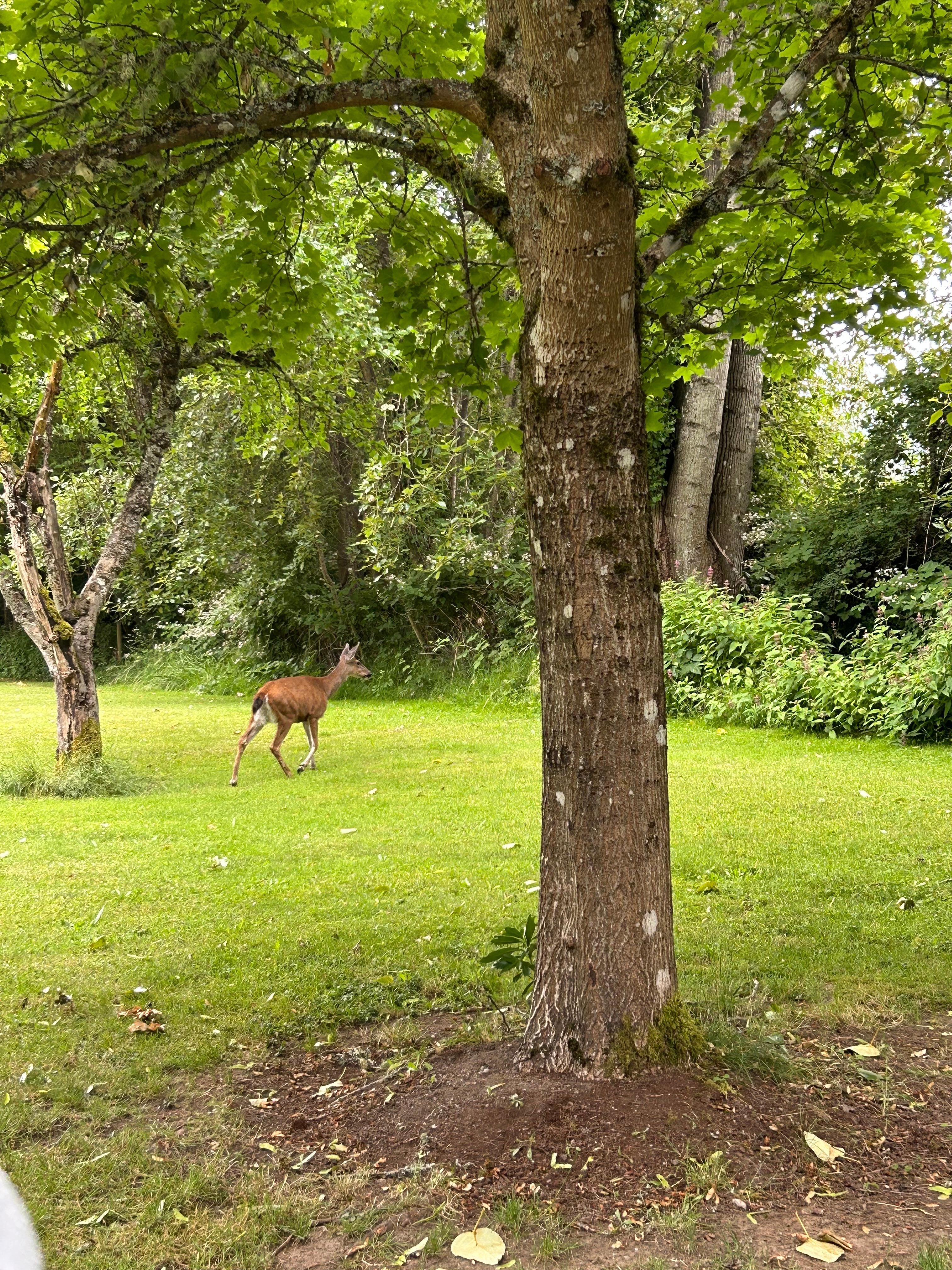 Cute deer out front. 