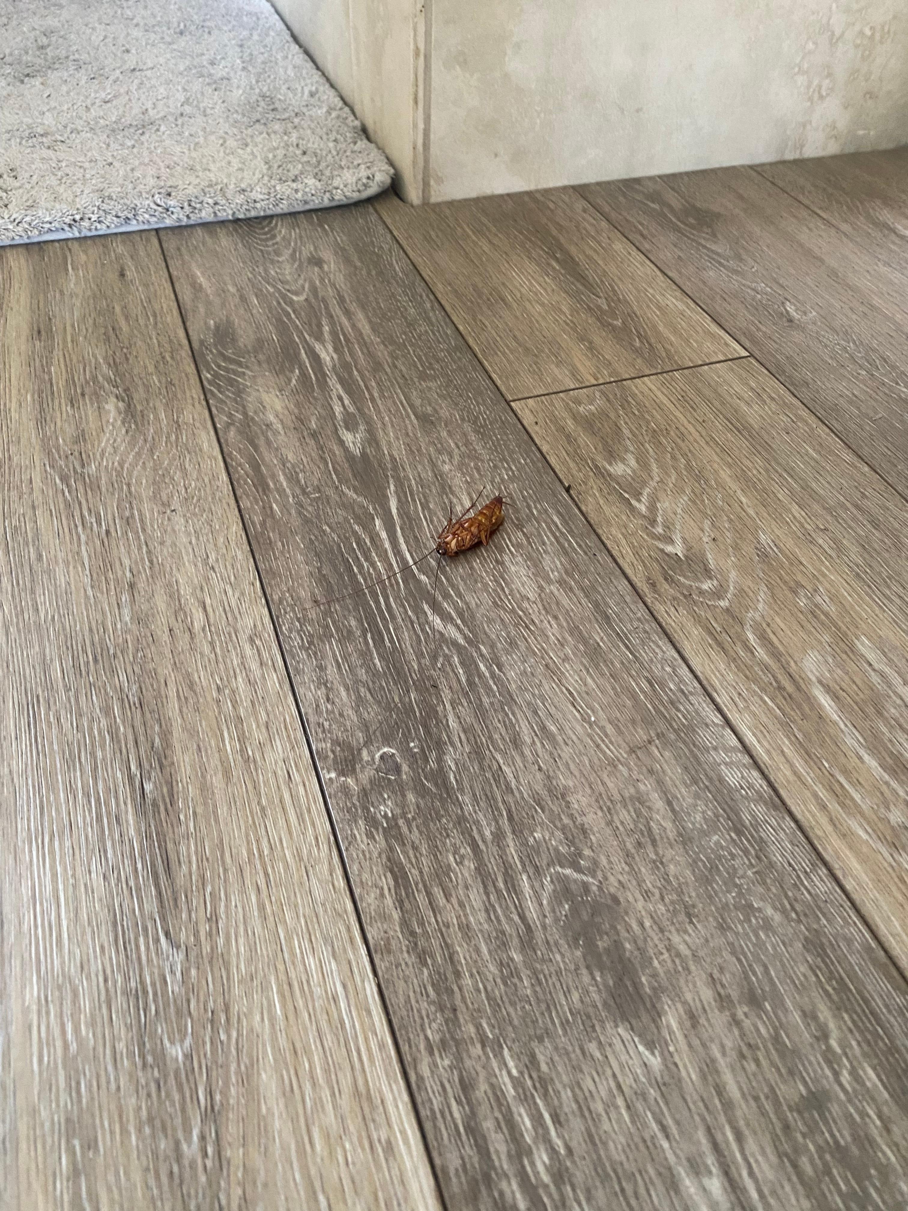 1 of the many roaches we saw