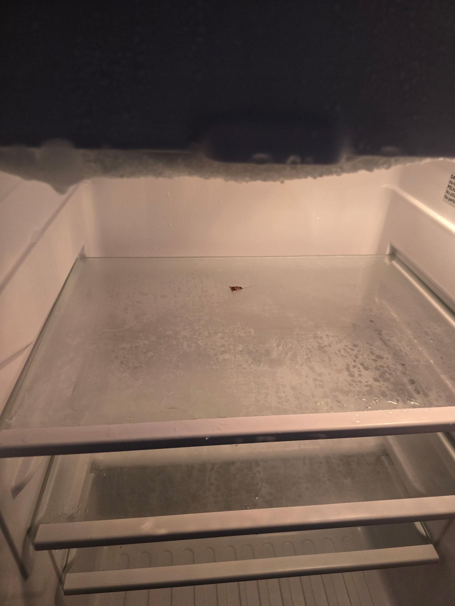 Roaches in the fridge 