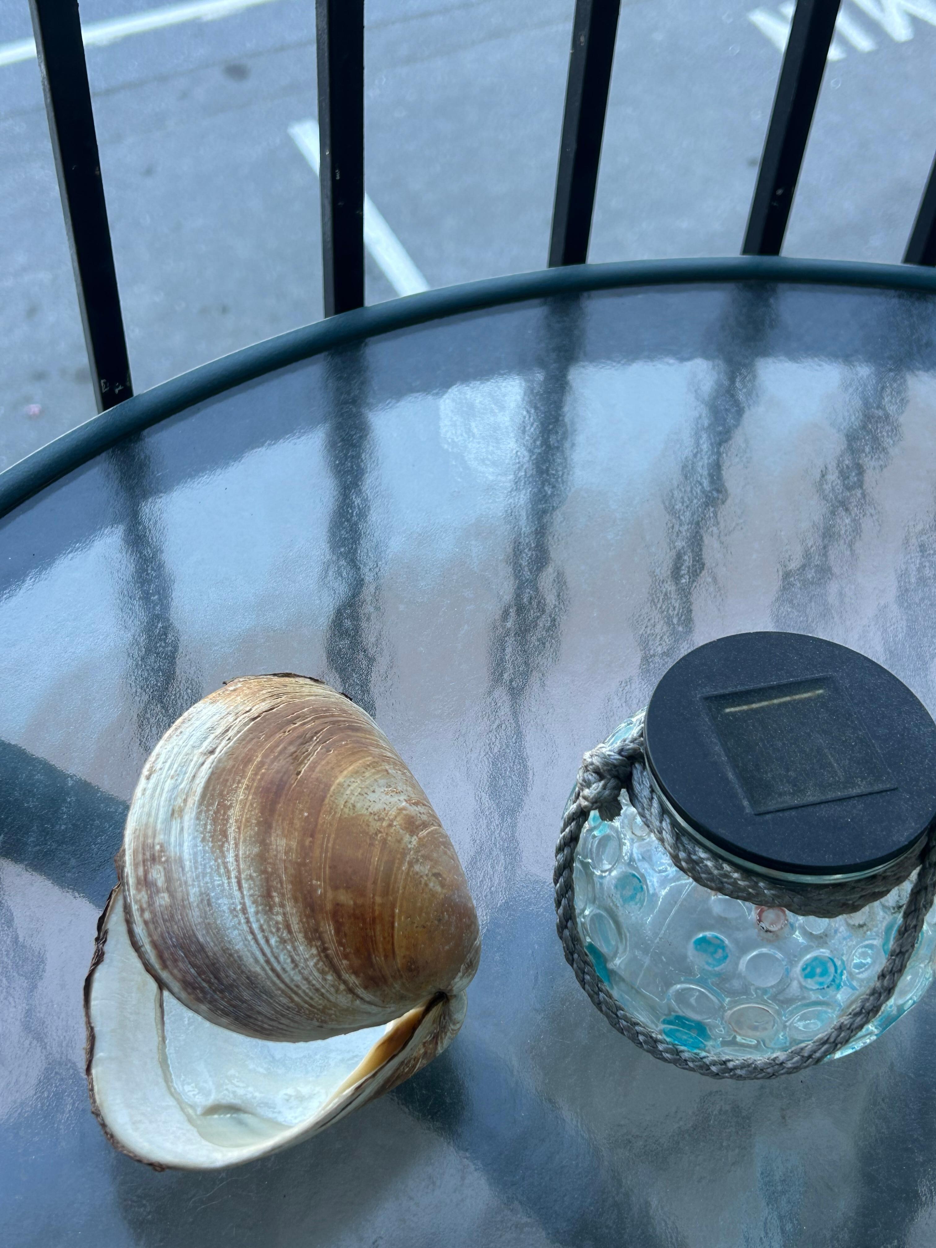 Clam shell we found at low tide