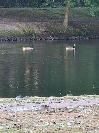Clearly the ducks own this place