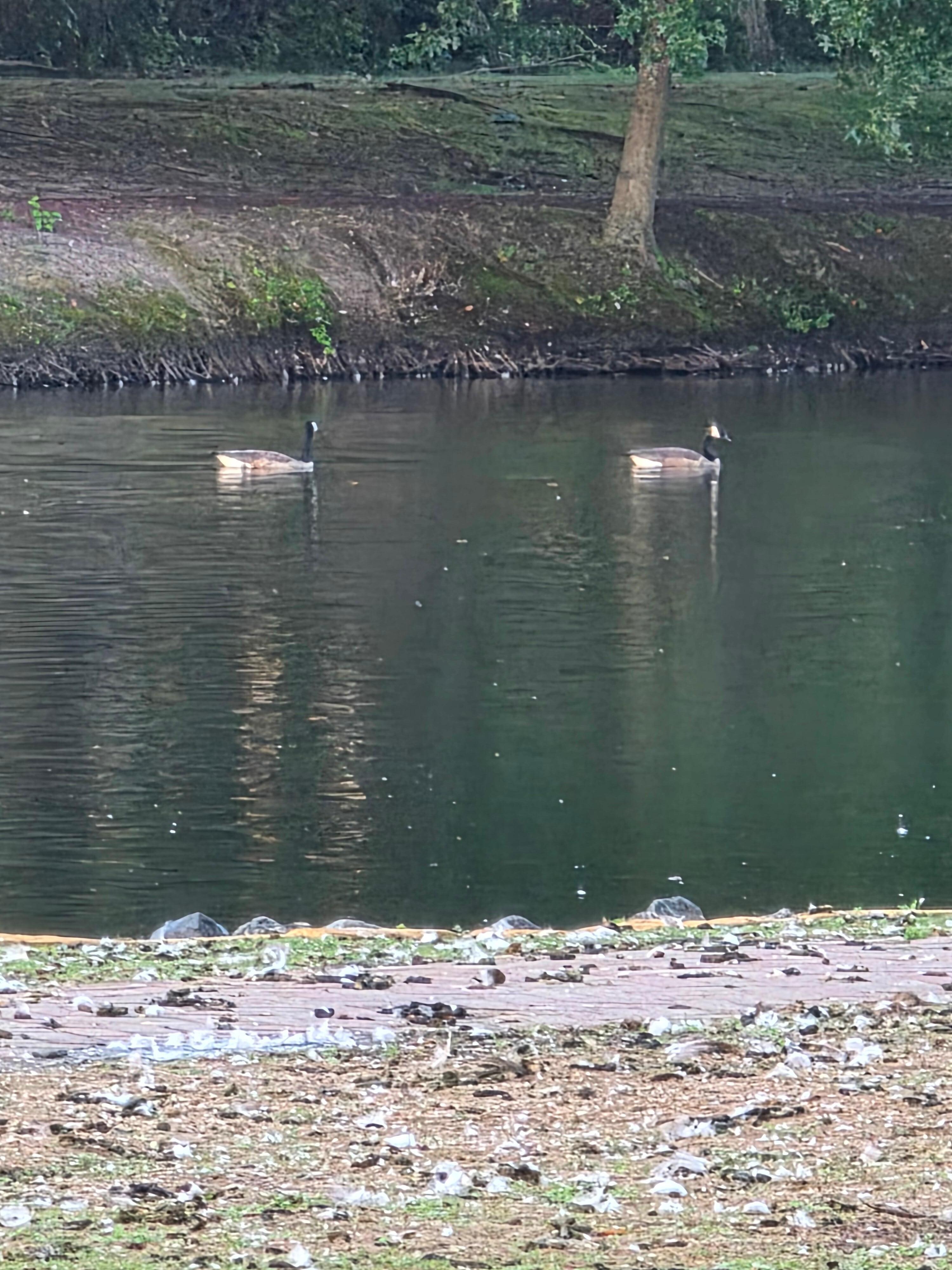 Clearly the ducks own this place 