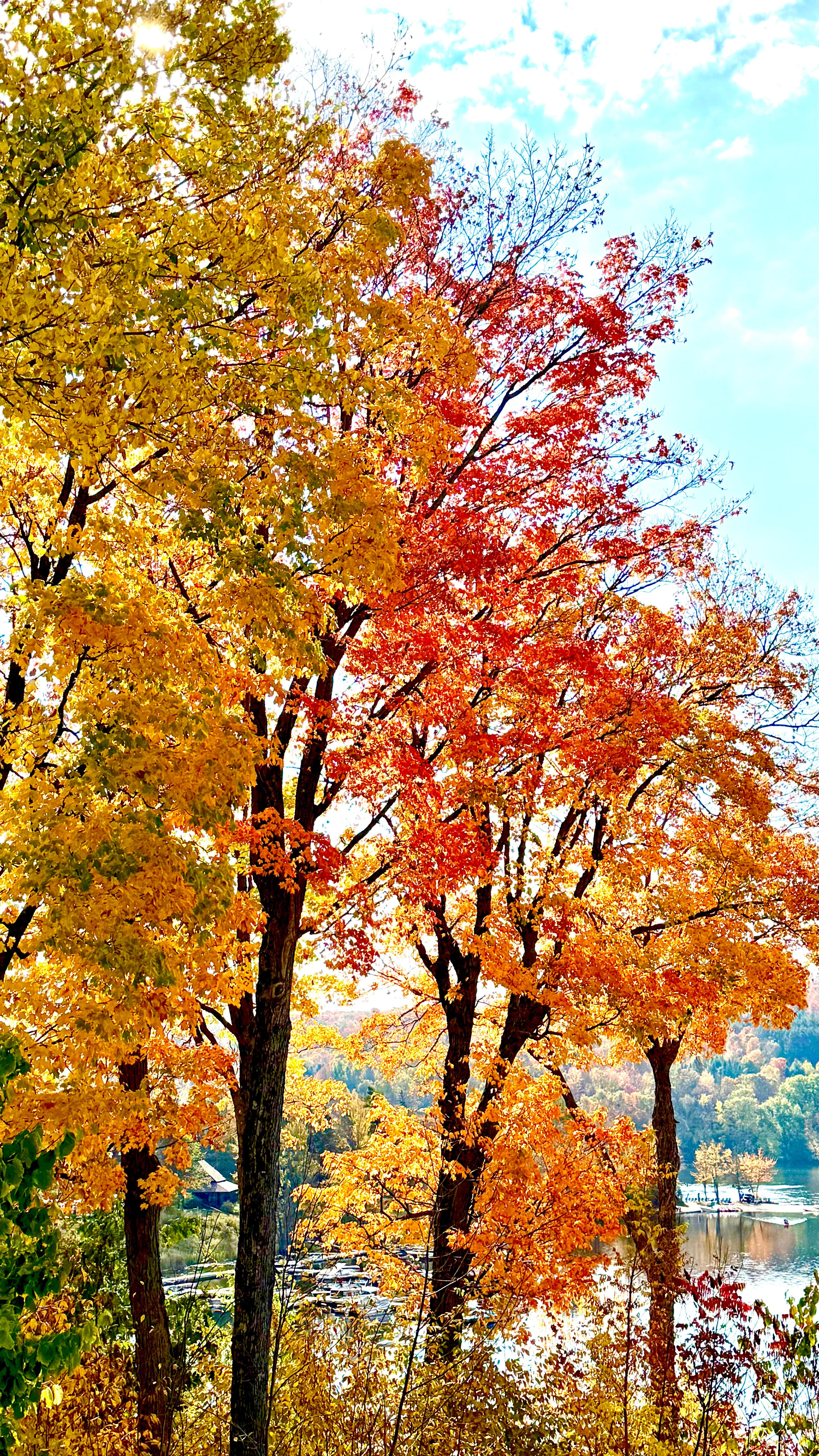 Early October fall colours visible from common dining area. 