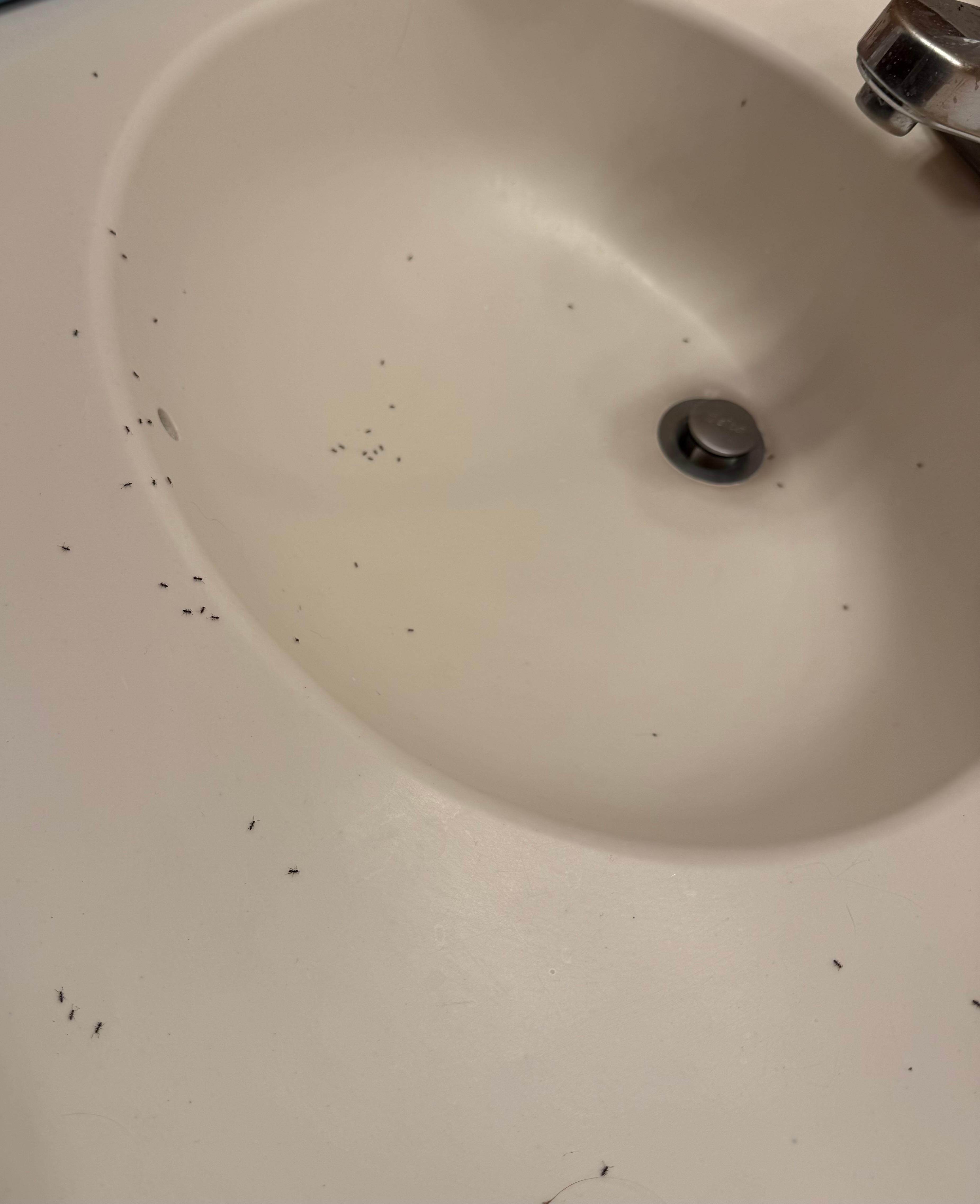 Downstairs bathroom sink. This was taken right before we left.  Stayed 4 days with the ants. 