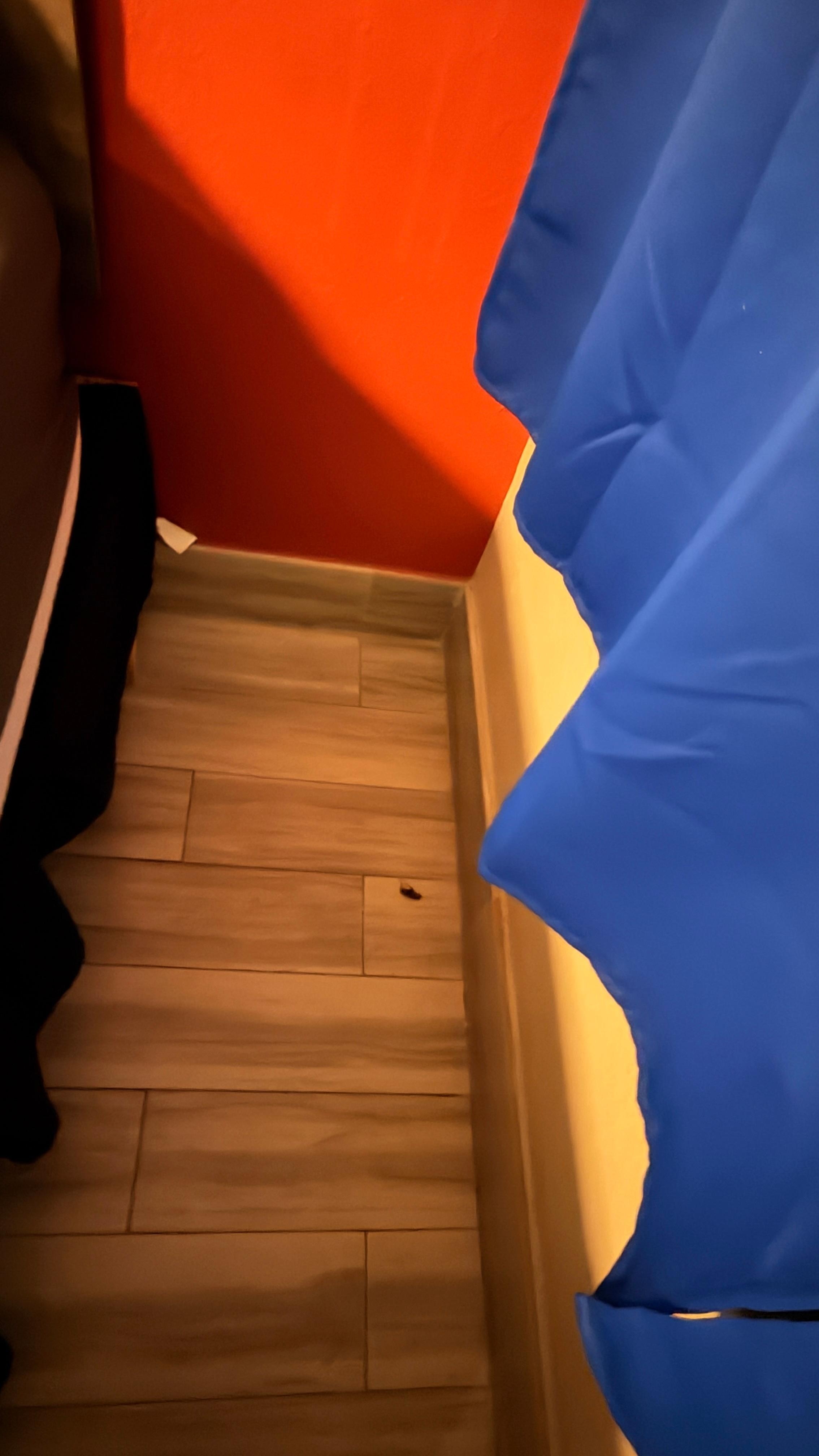 Roaches are everywhere. 