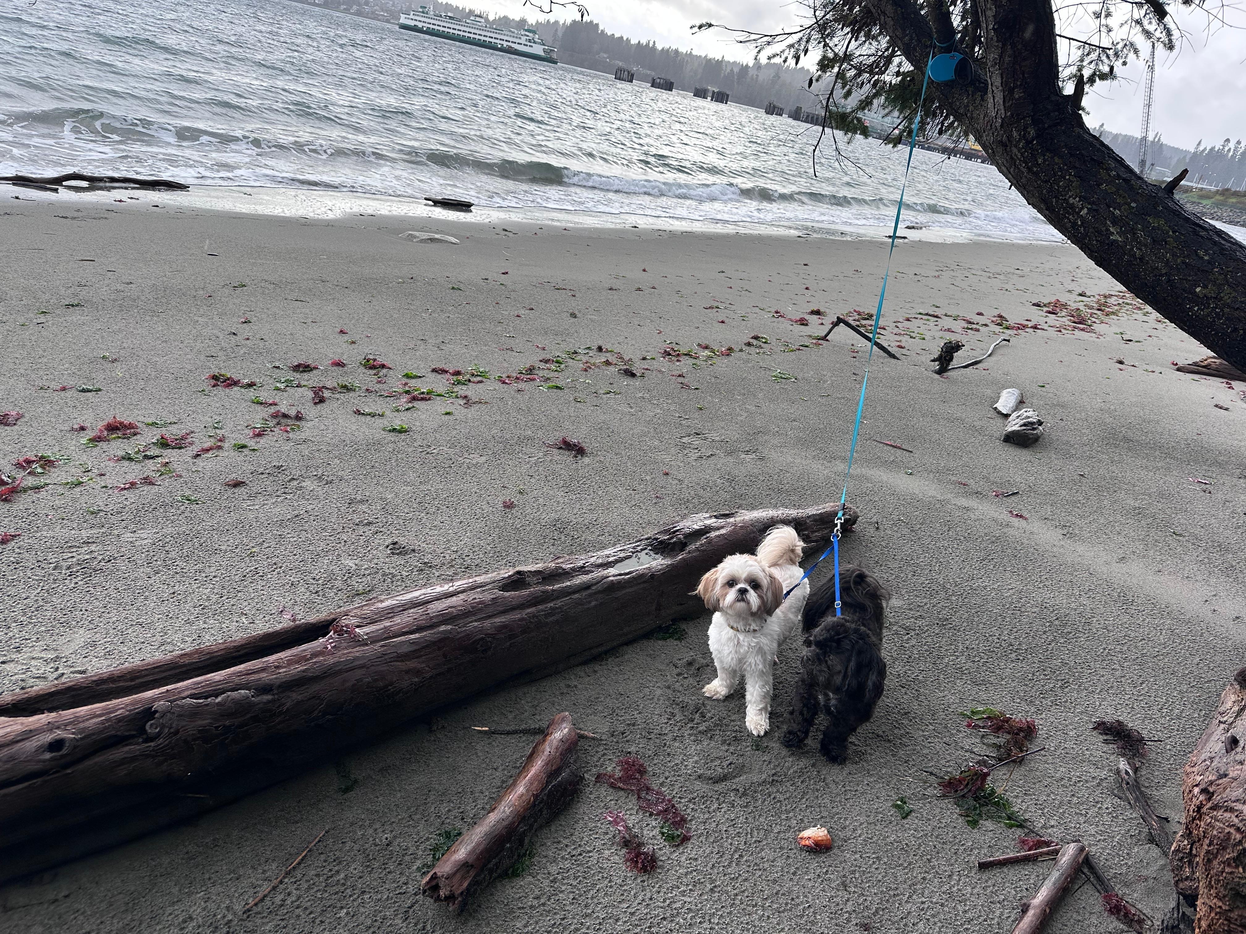 The pups had a blast