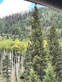 Summer aspens on the drive up to the ski valley.