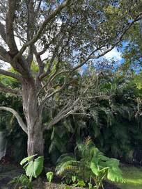 Back yard tree