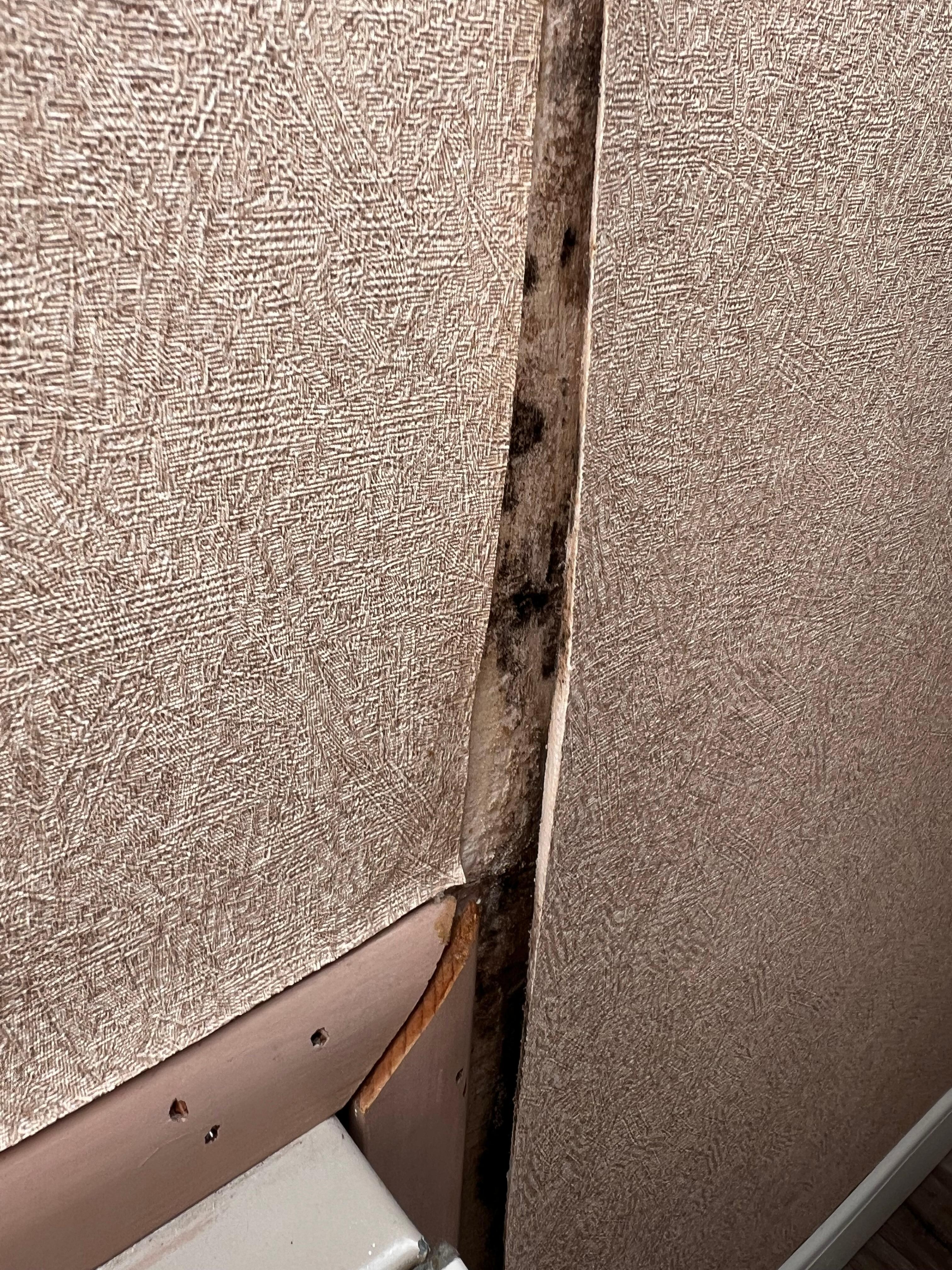 Wallpaper falling off from water damage. Looks like mold. 