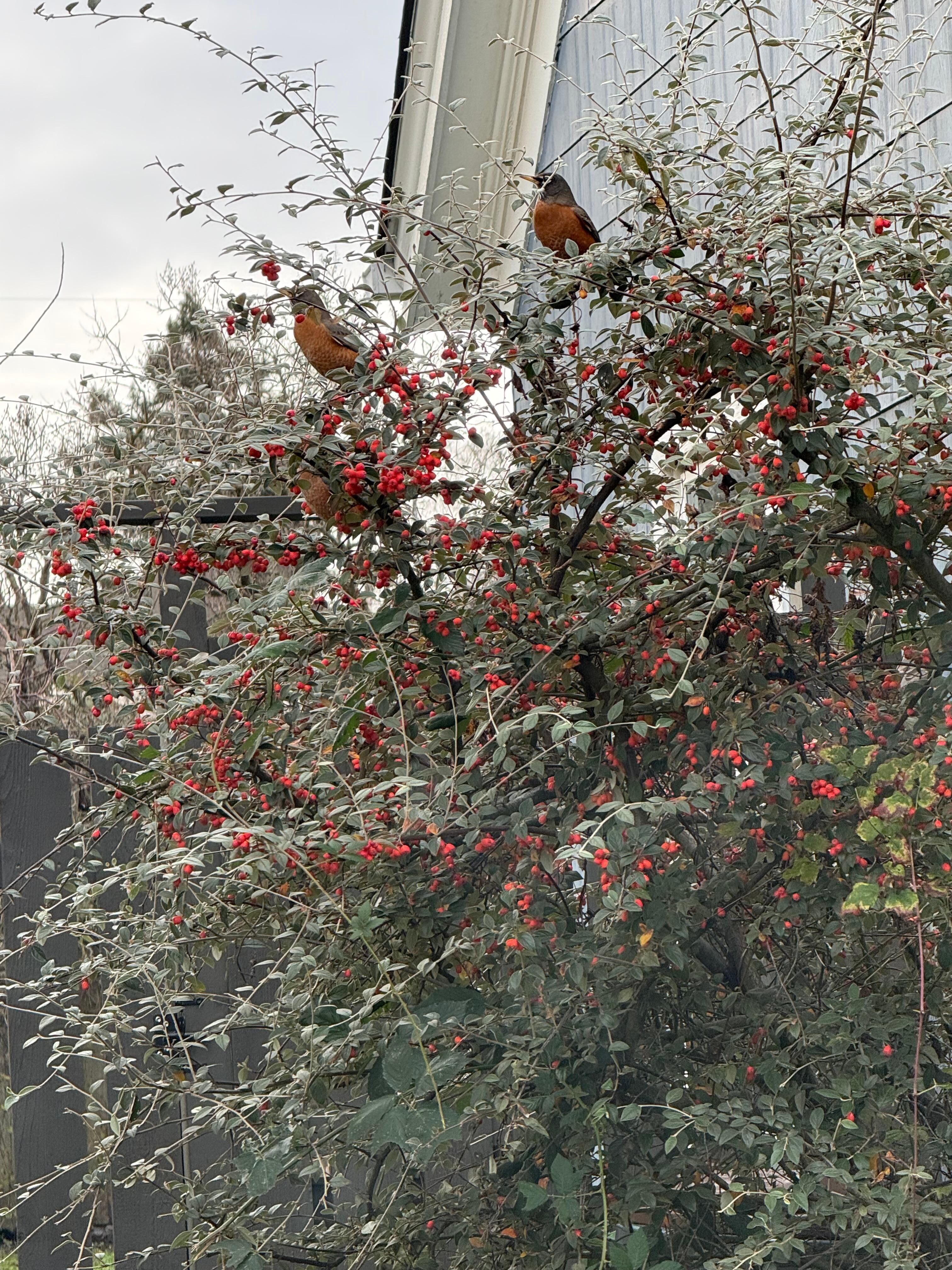Robins swarmed this shrub one day while I was out in the yard.