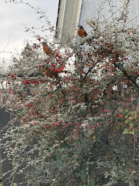 Robins swarmed this shrub one day while I was out in the yard.