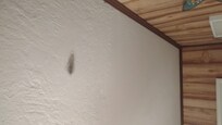 Mold on ceiling and vents