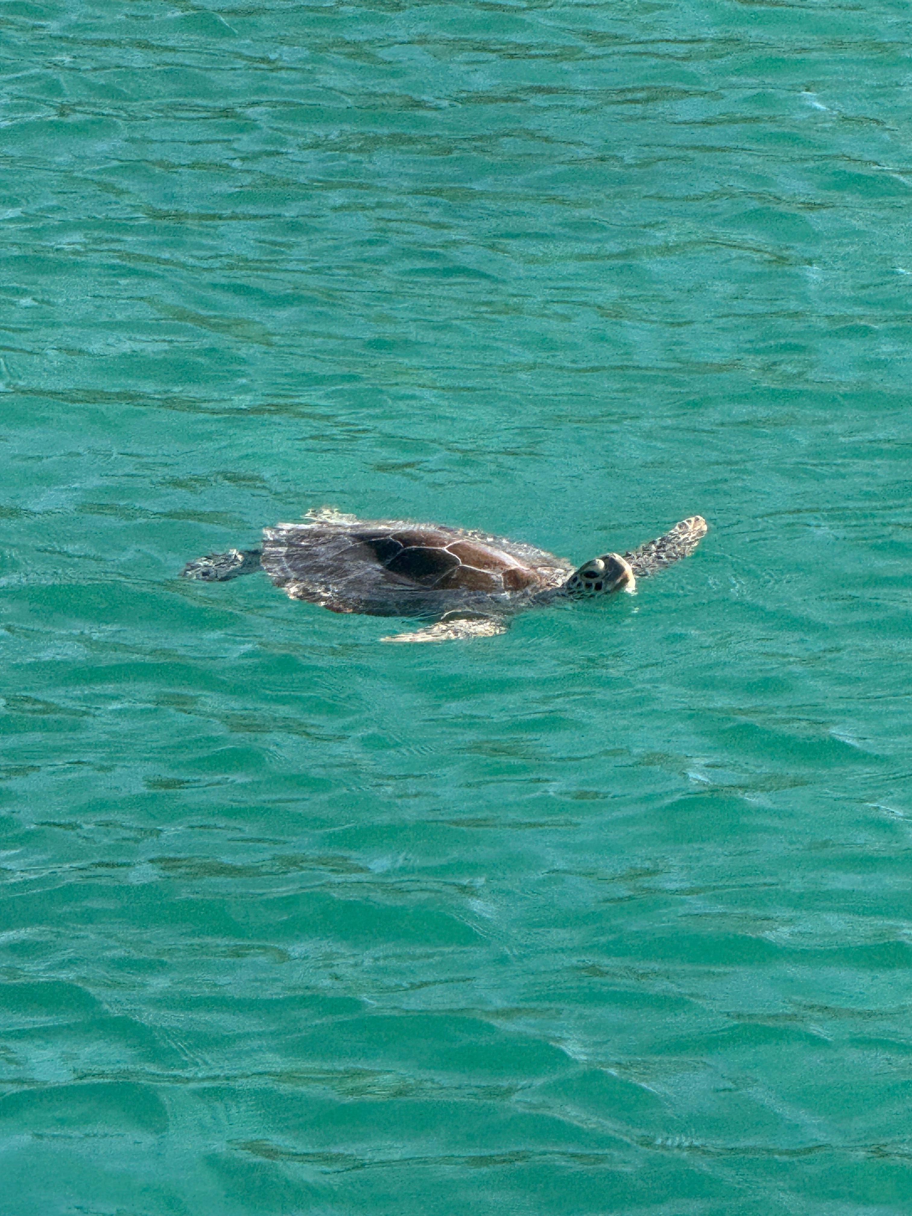 Turtles greeted us every morning 