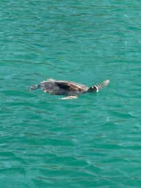 Turtles greeted us every morning