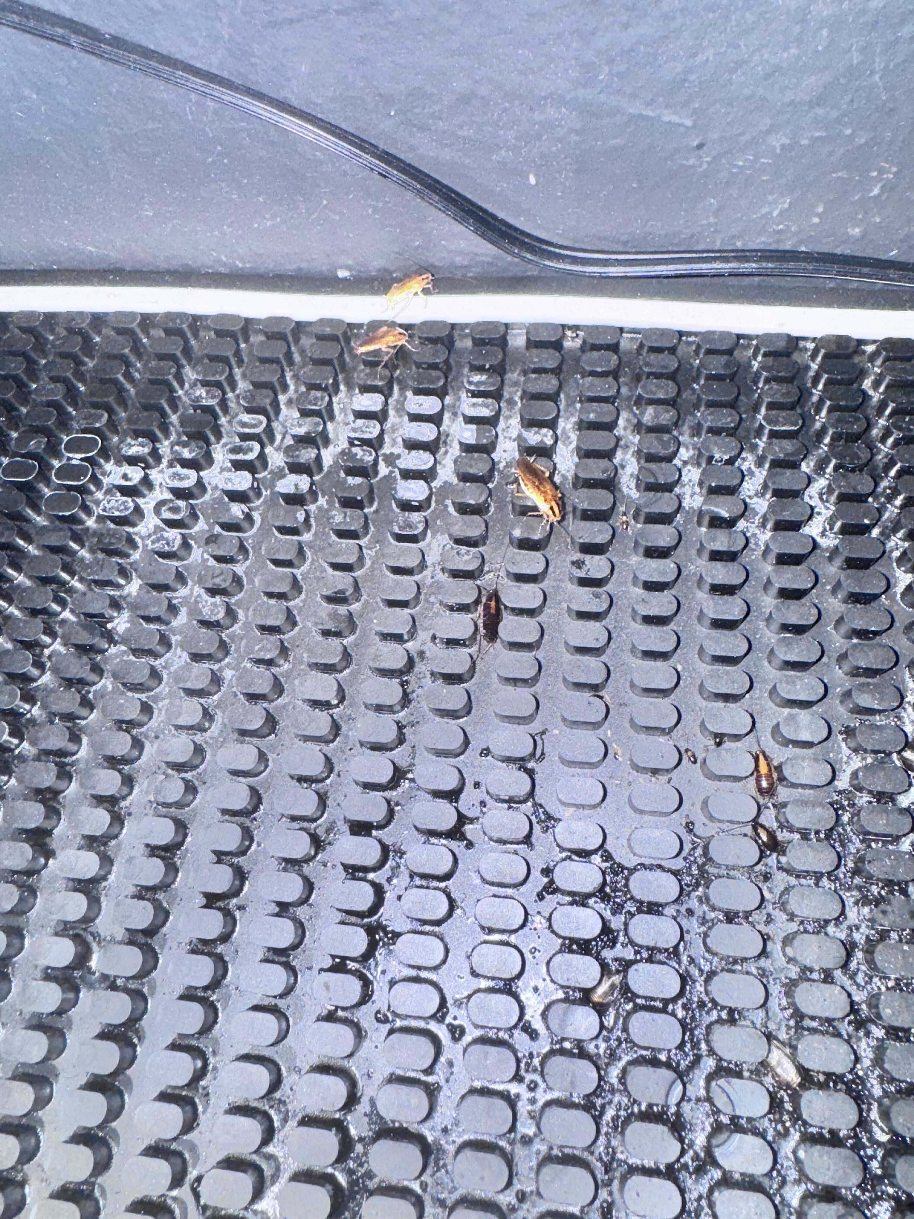 the mat under the keurig. 