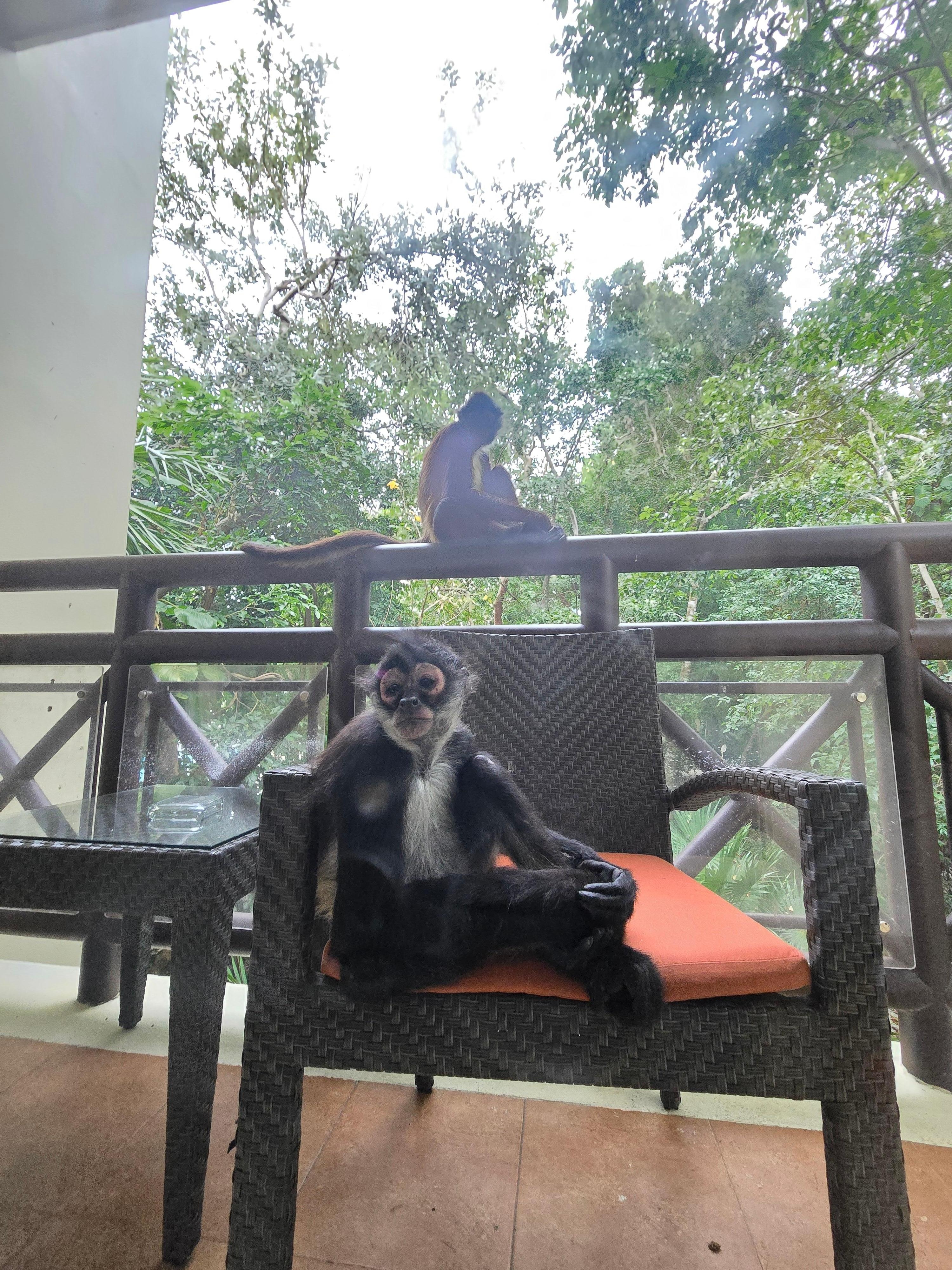 Monkeys coming to visit.