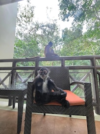 Monkeys coming to visit.