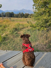 One of our dogs (Rowdy - mini schnauzer) protecting the property.