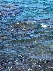 I hope you can see all of the fish in this photo taken from the balcony, thereâs tons of them