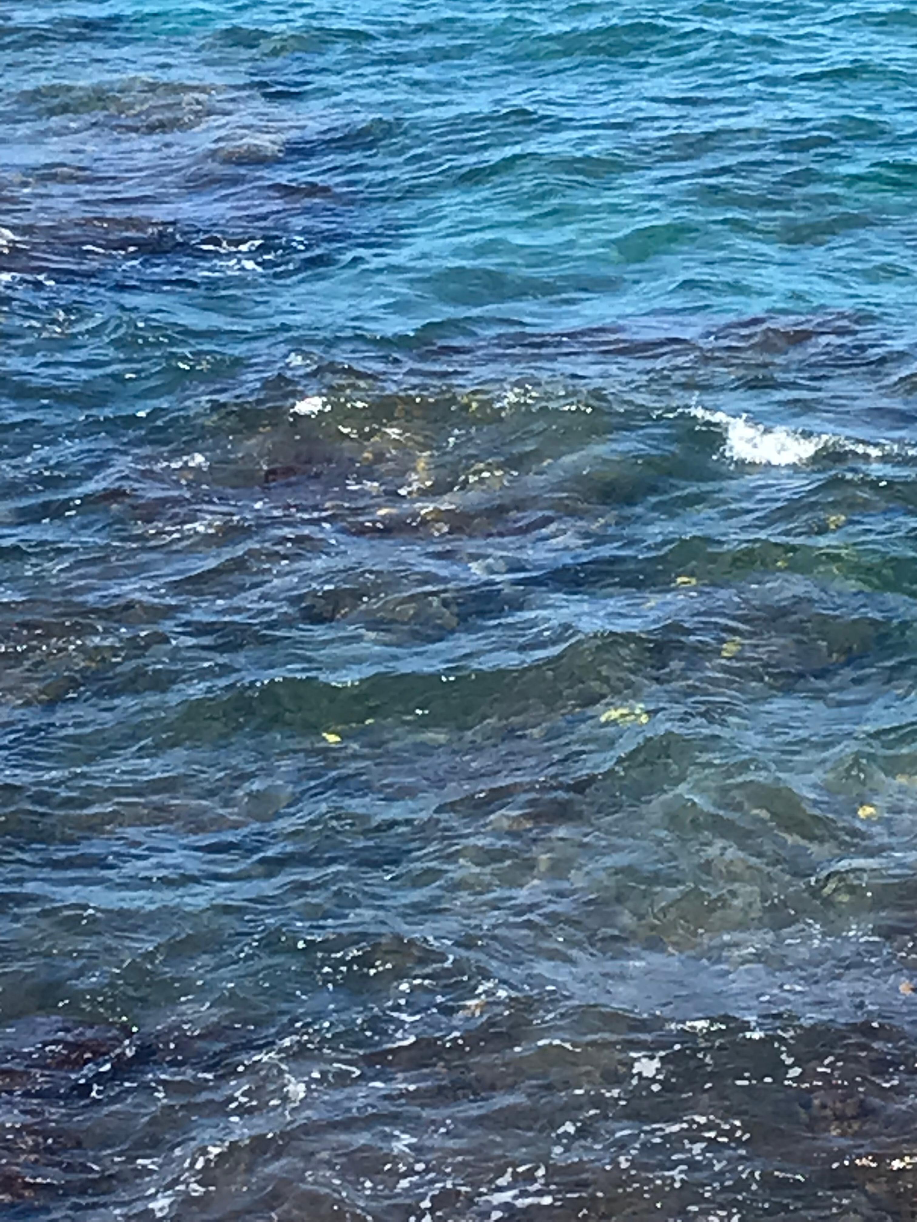 I hope you can see all of the fish in this photo taken from the balcony, there’s tons of them