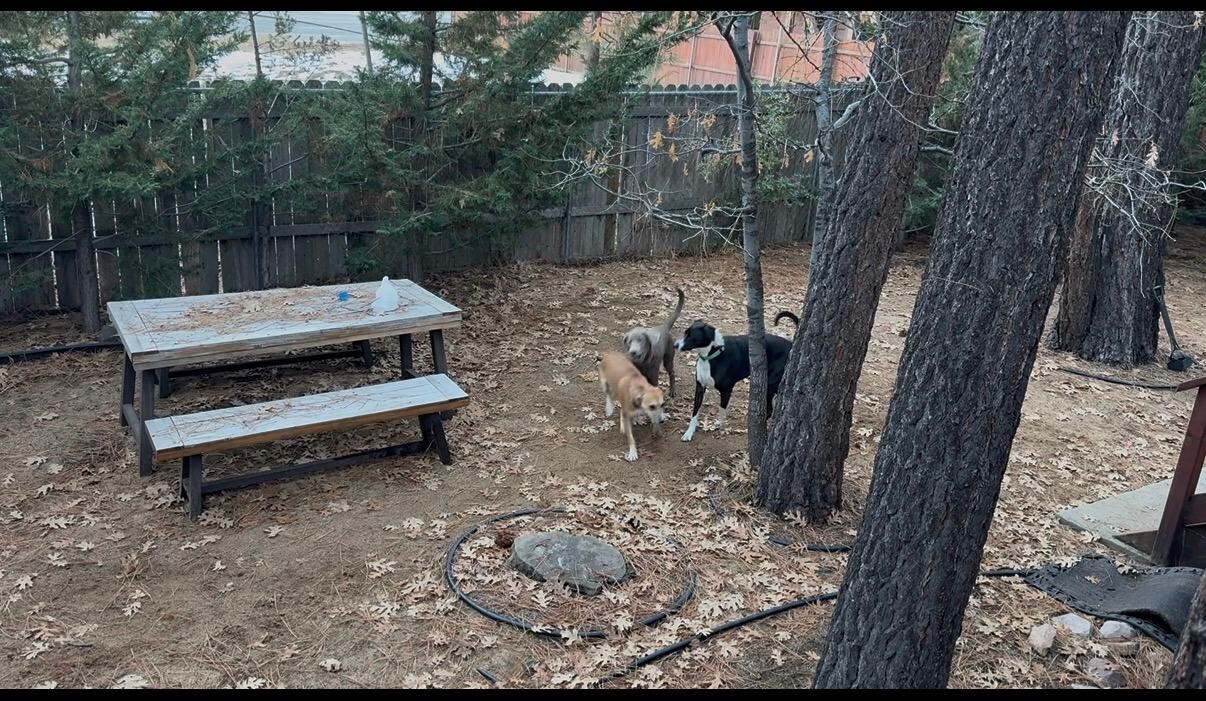 Dogs loved the spacious backyard