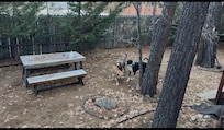 Dogs loved the spacious backyard