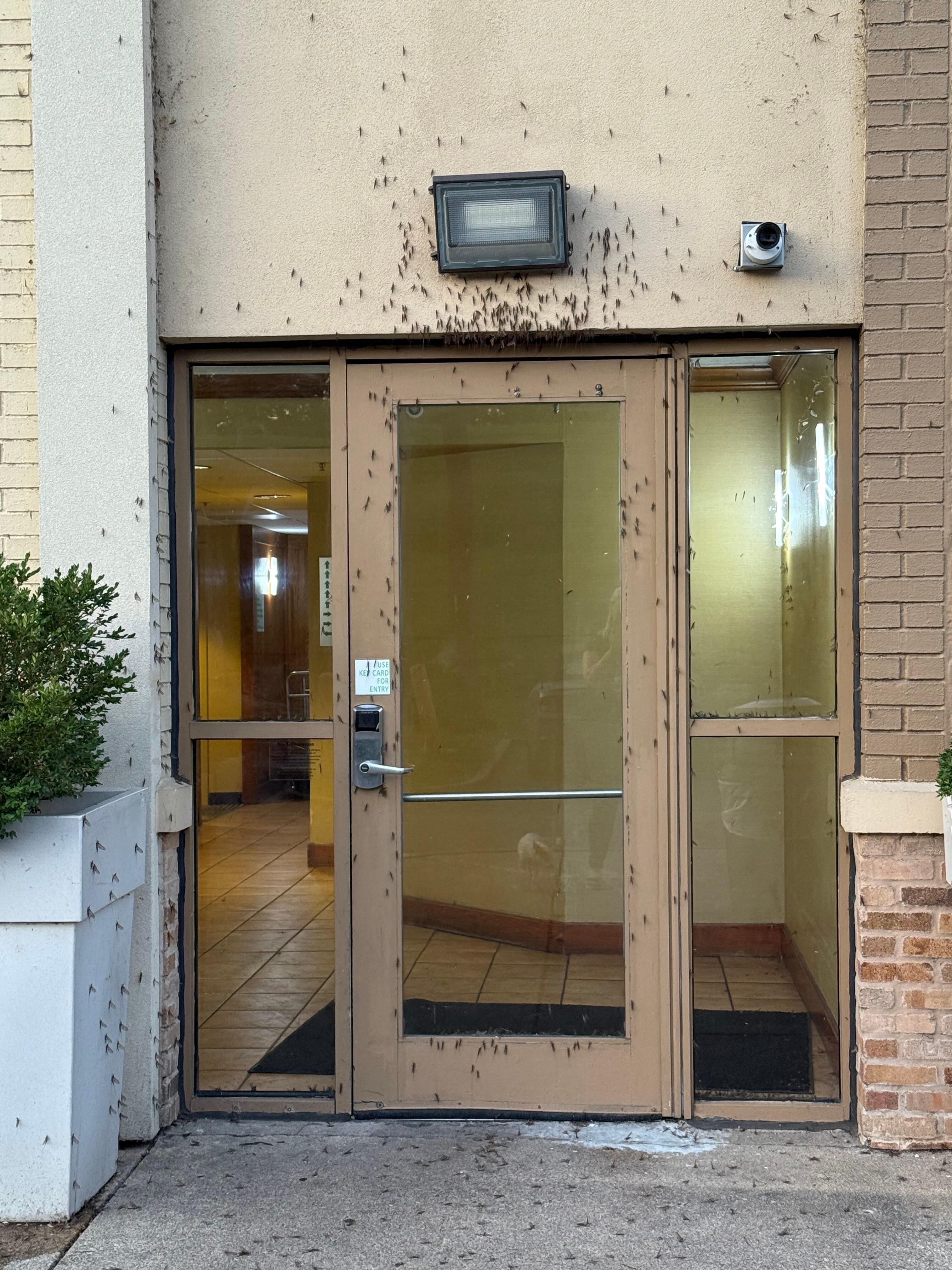 Mayflies got in by the hundreds as soon as the door was opened