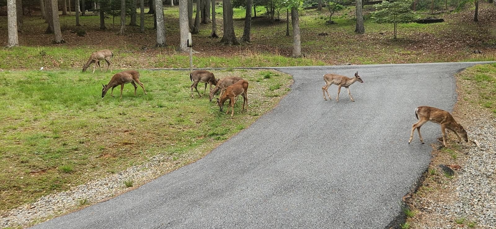 Front Yard, total of 12 deer this day. 