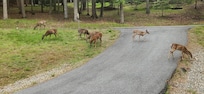 Front Yard, total of 12 deer this day.