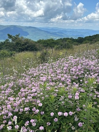 Whitetop Mt.