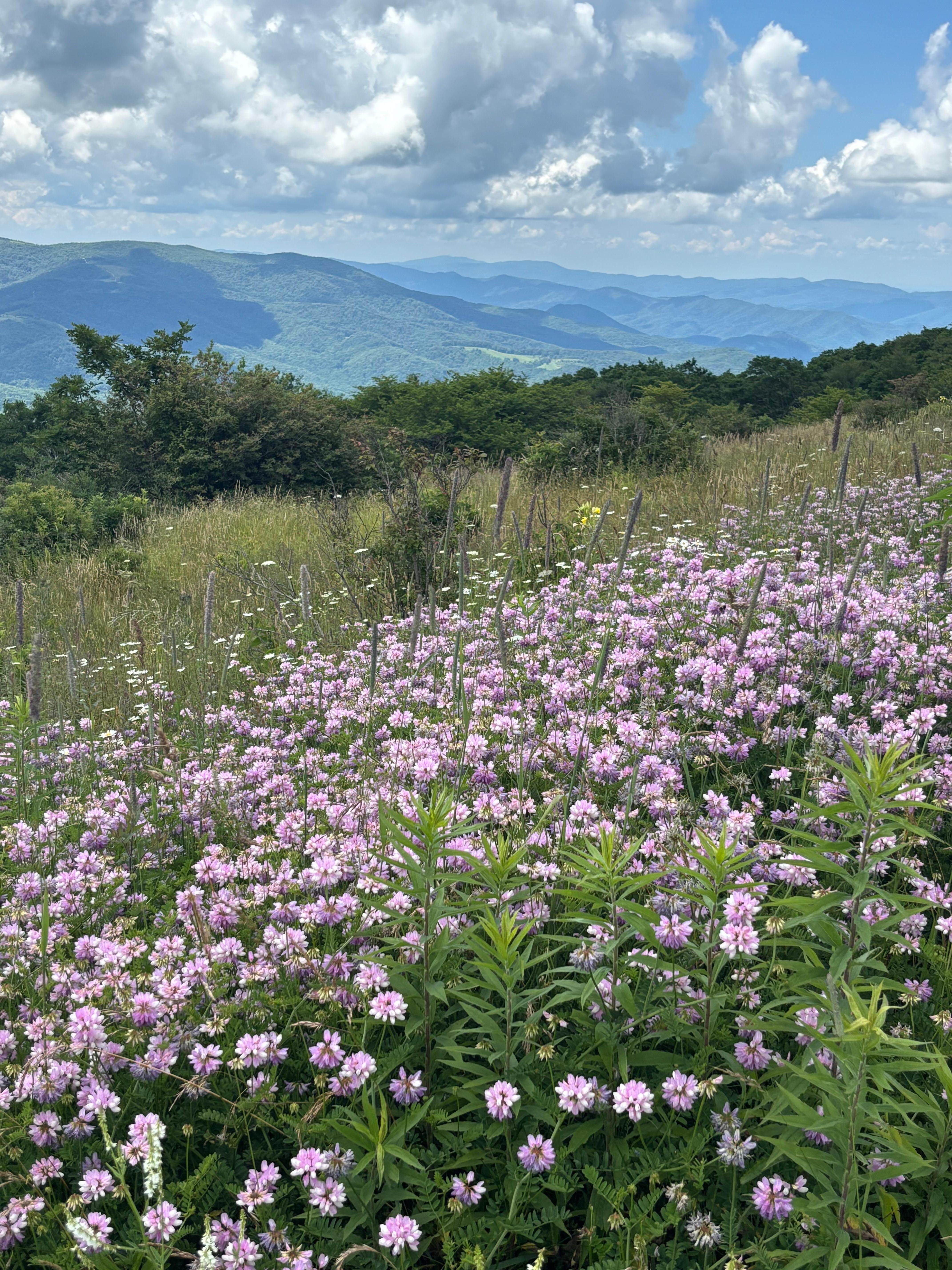 Whitetop Mt. 