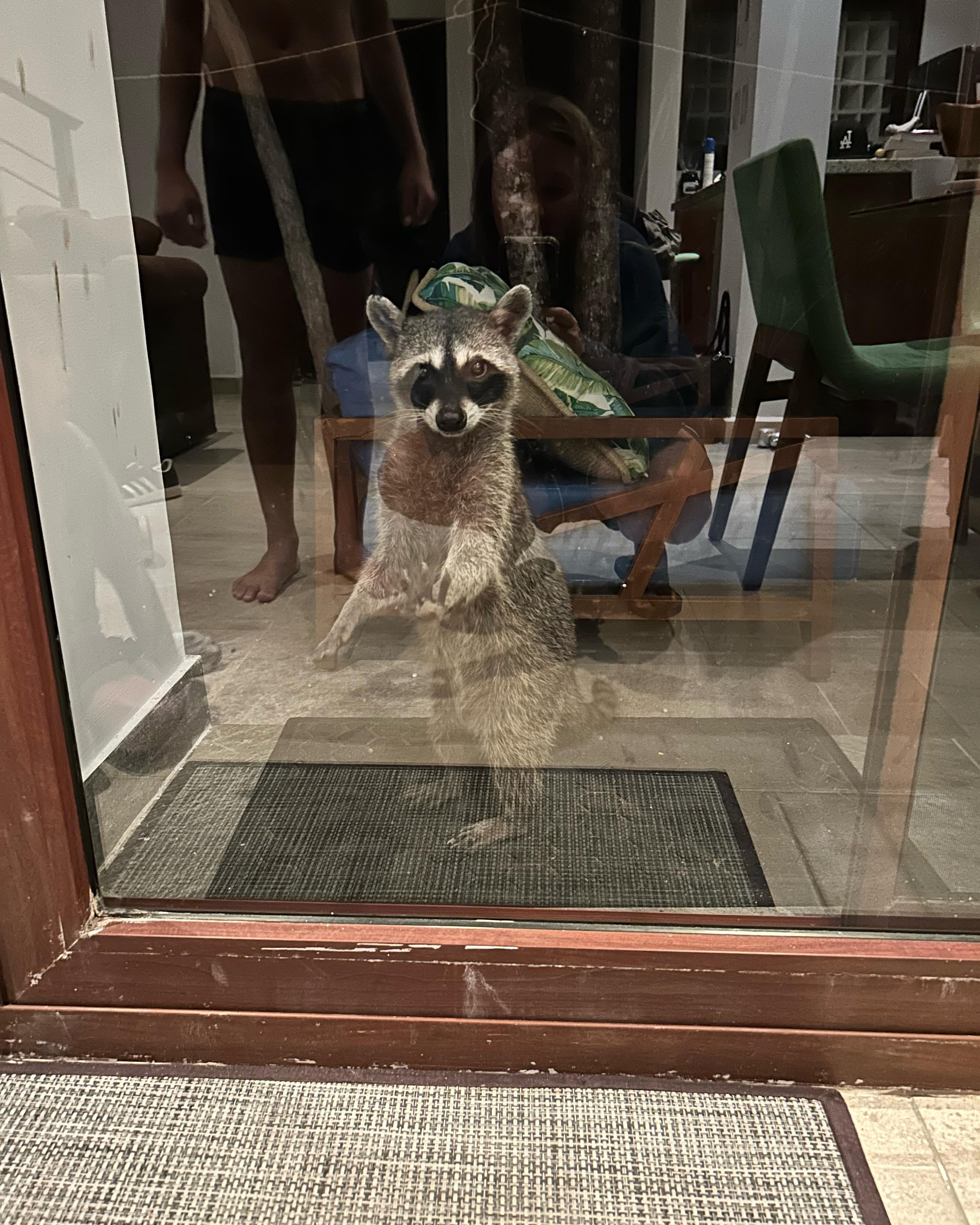 A raccoon visited us while we ate dinner one night 
