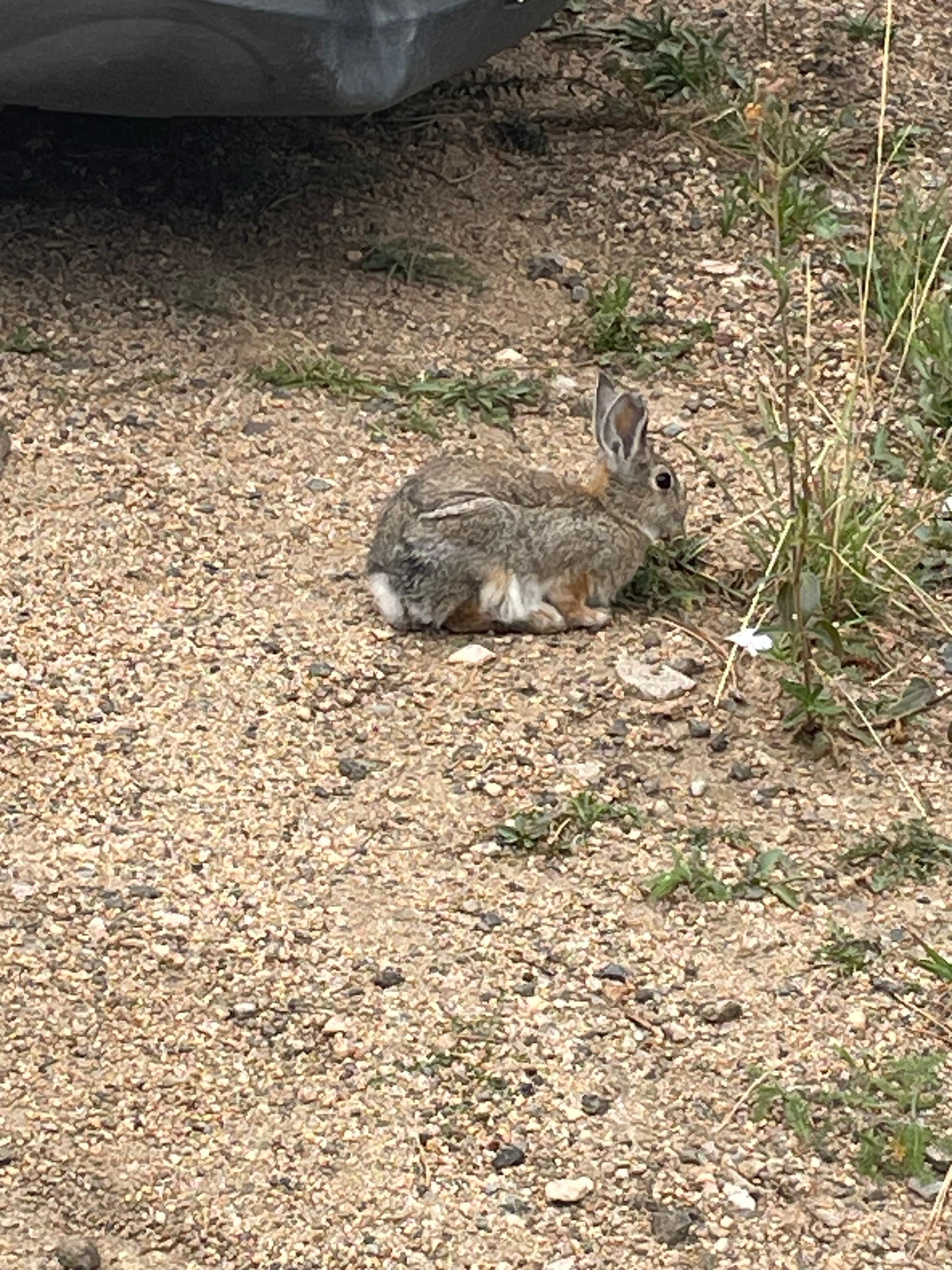 Bunny enjoying munching on grass