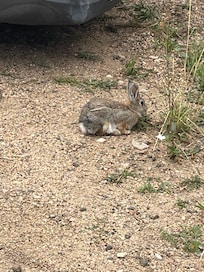 Bunny enjoying munching on grass