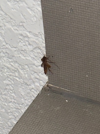 Cockroaches everywhere