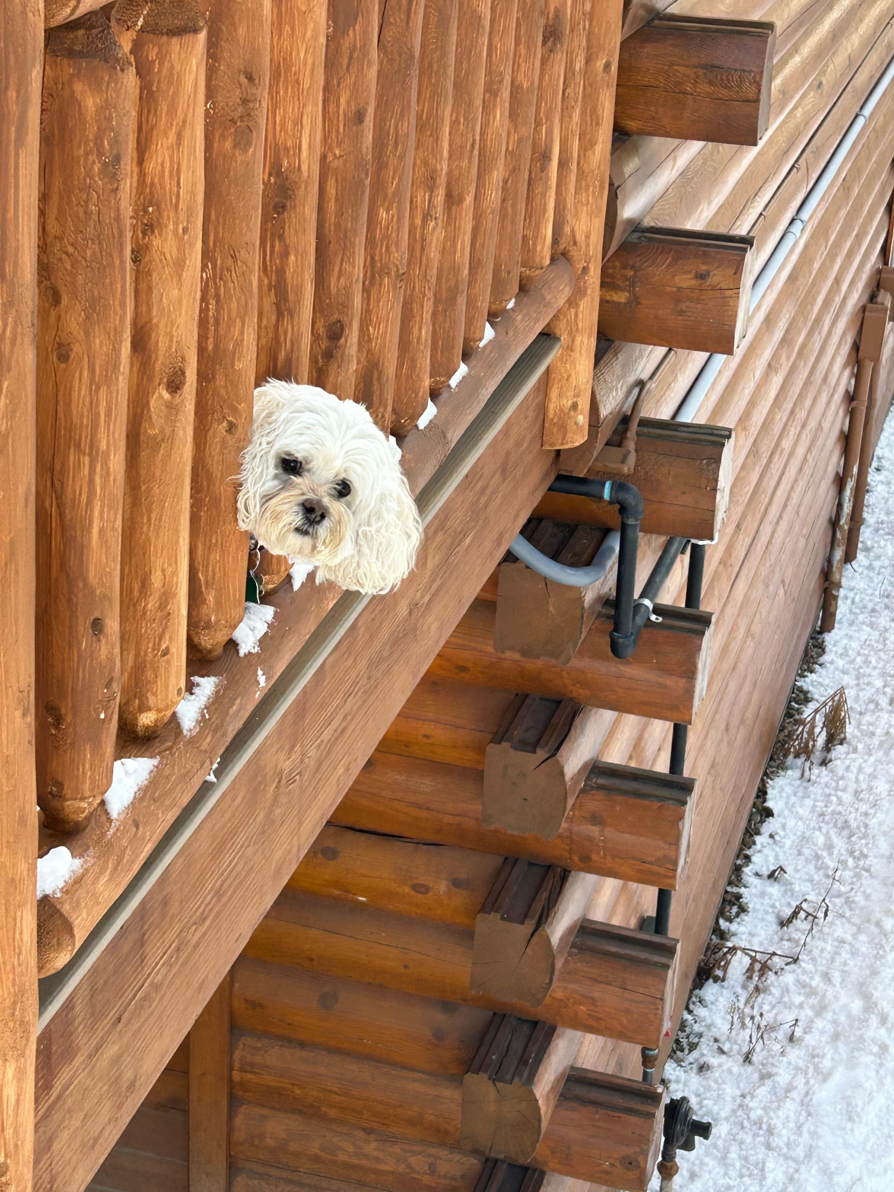 Sophie protecting us from cridders. 