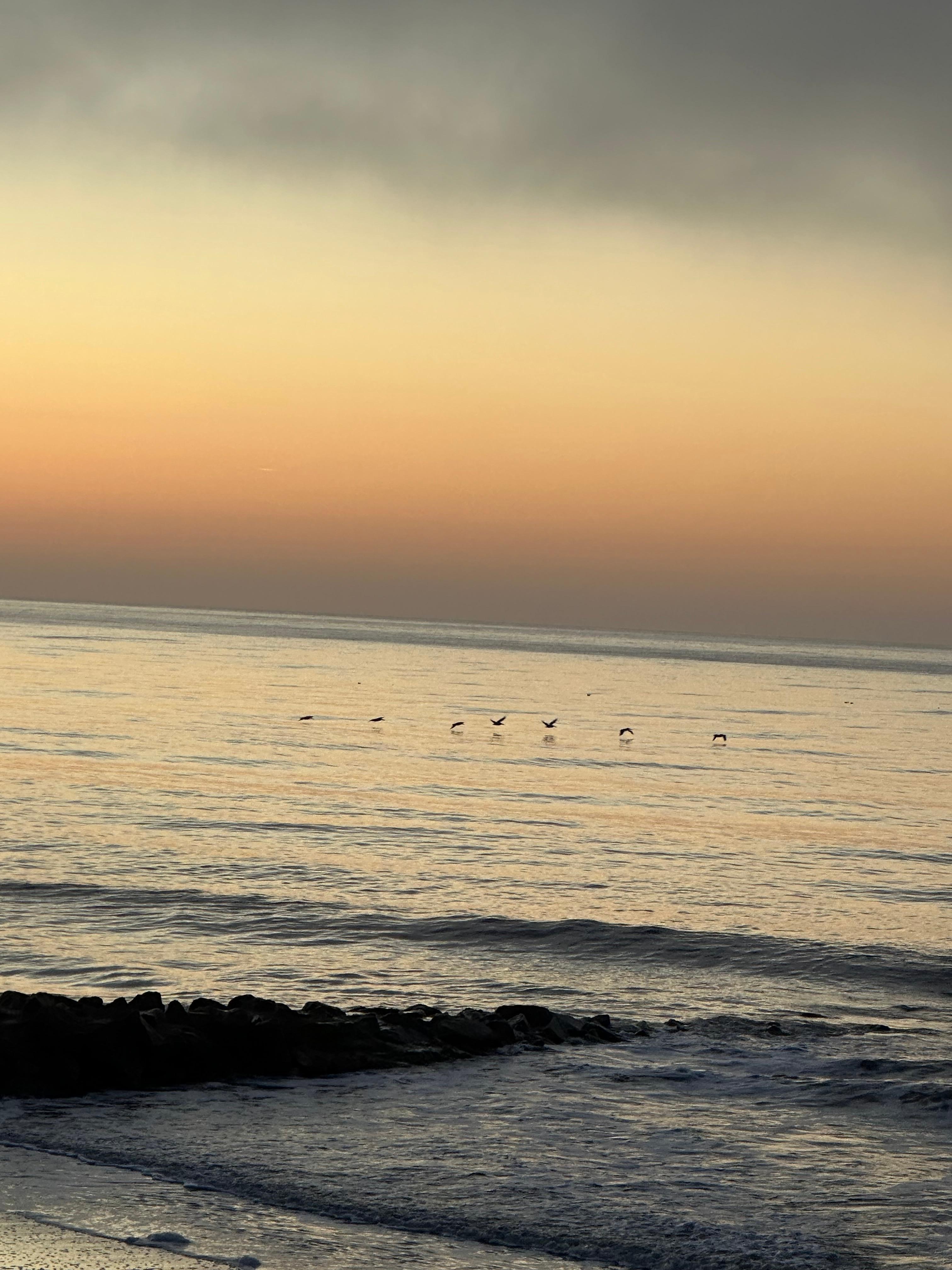 Sea life - birds and dolphins - right in your backyard. 