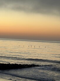 Sea life - birds and dolphins - right in your backyard.