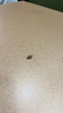 The cockroach I killed in the room