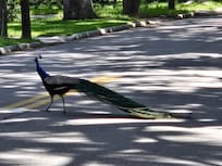 A local neighbor