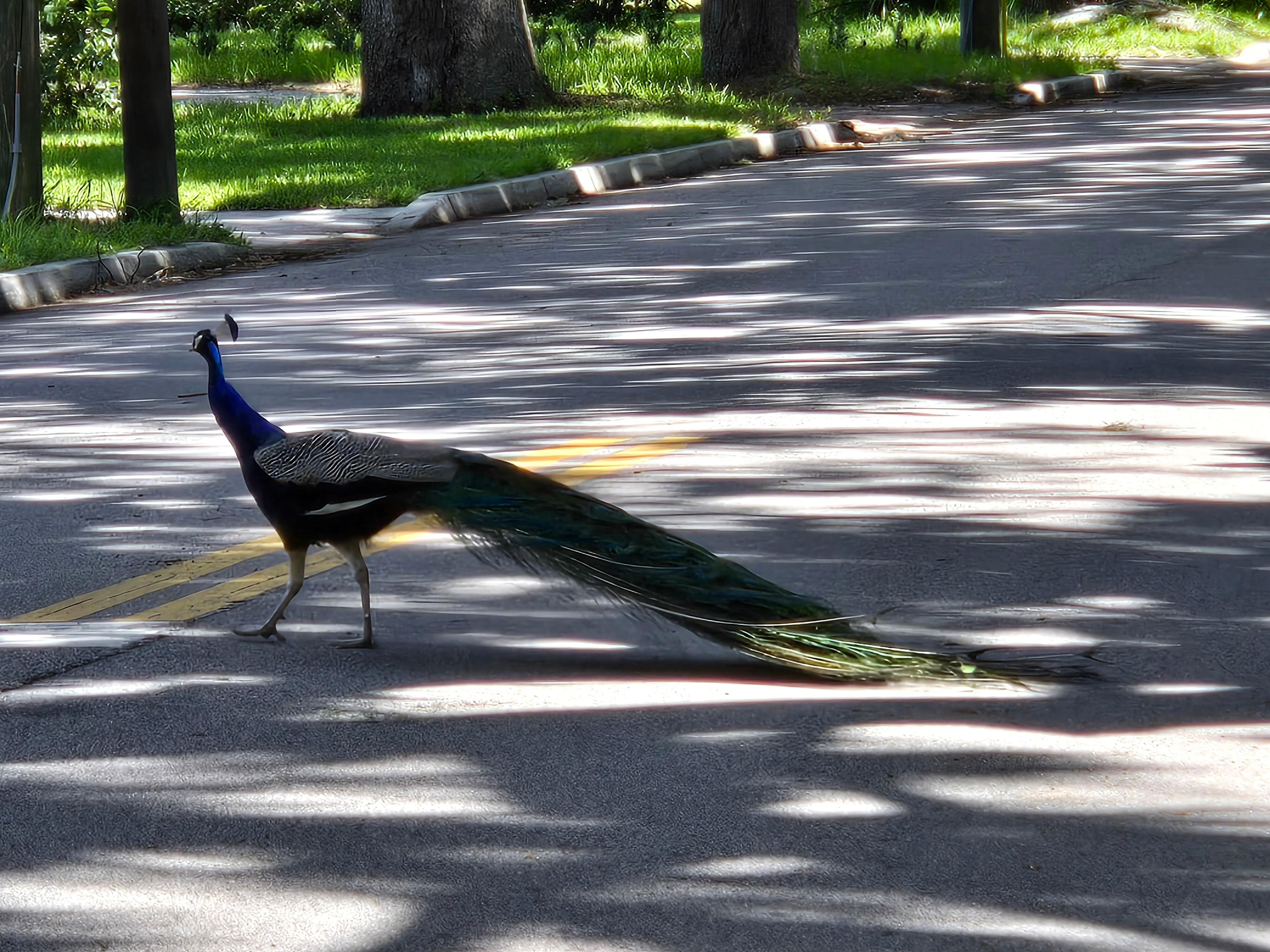 A local neighbor