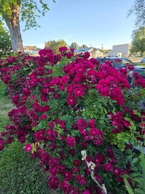 roses in front