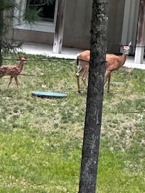 We had some deer visitors often!