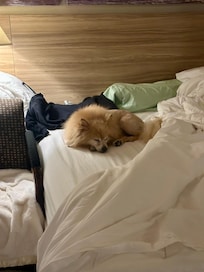 He approved of the bed