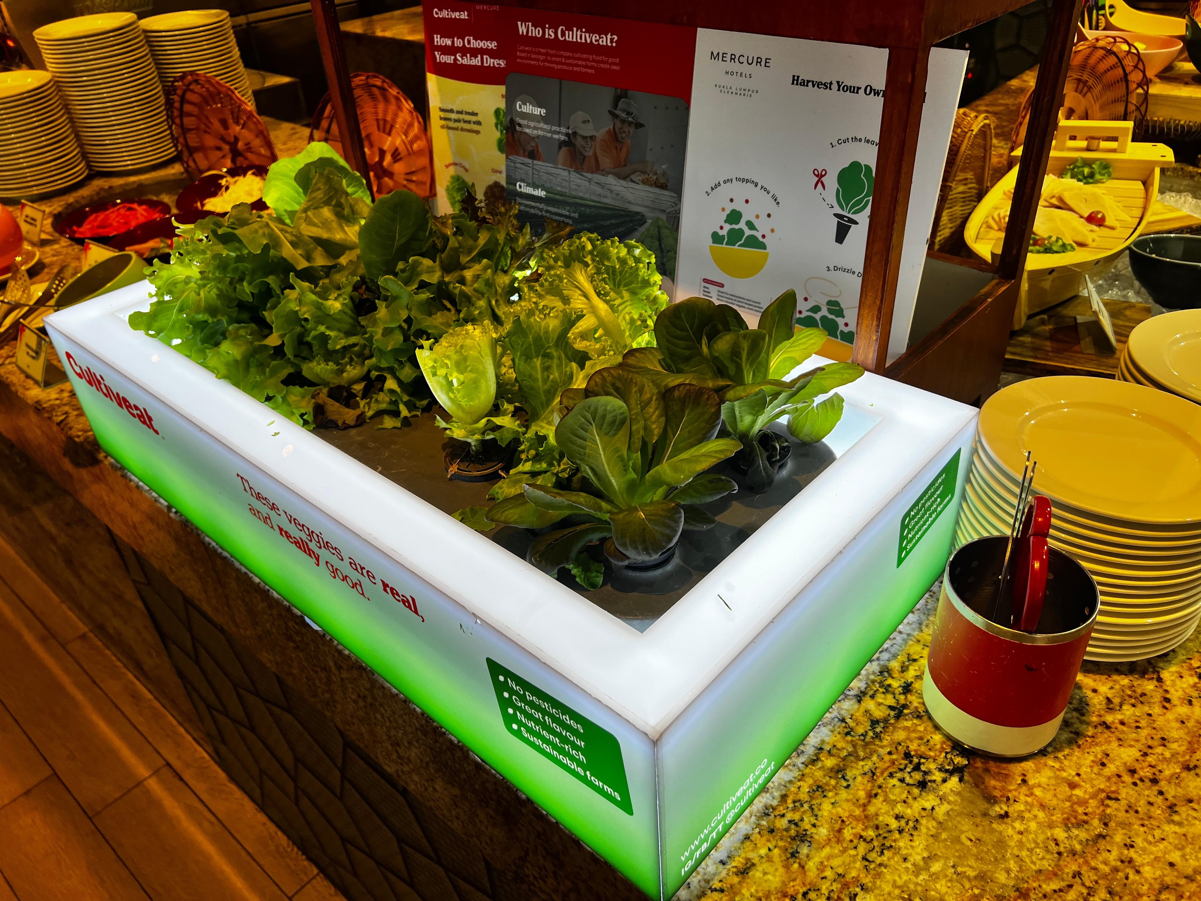 Fresh salad during the lunch buffet 