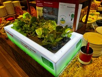 Fresh salad during the lunch buffet