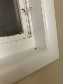 Another dead bug for the spiders to feed on.