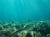 Unterwasserwelt von Spiaggia di Cala li Cossi